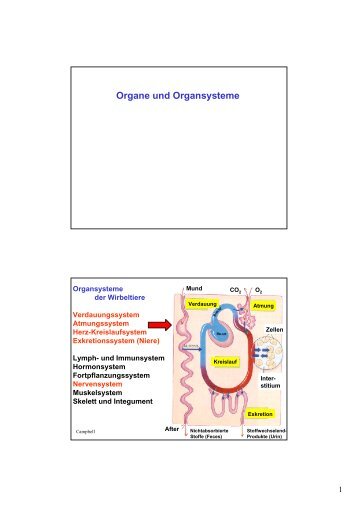 Organe und Organsysteme