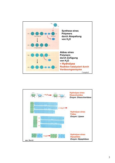 Organe und Organsysteme