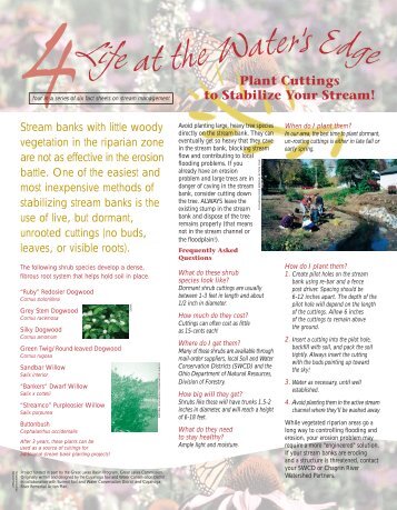 Plant Cuttings to Stabilize Your Stream - Chagrin River Watershed ...