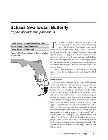 Schaus Swallowtail Butterfly - Library