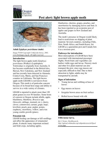 Light Brown Apple Moth(pdf)