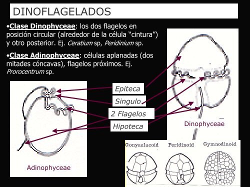 Material de apoyo complementario