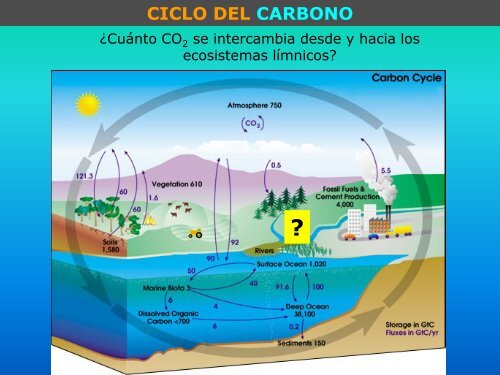 Carbono orgánico