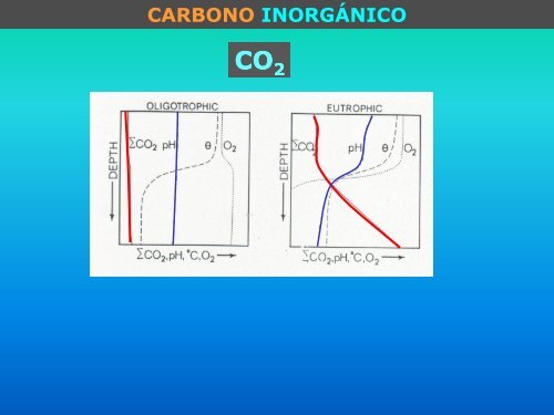 Carbono orgánico