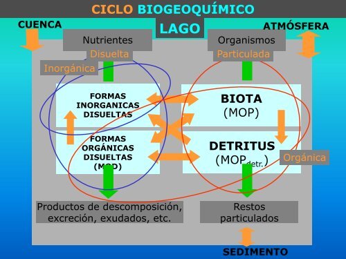 Carbono orgánico