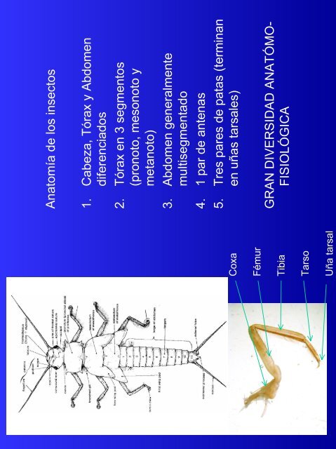 Principales Principales Macroinvertebrados de agua ...