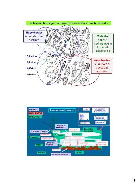 1) Energía y ciclos biogeoquímicos 2) Dinámica de comunidades 3 ...