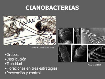 Clase-Cianobacterias-FITO2010