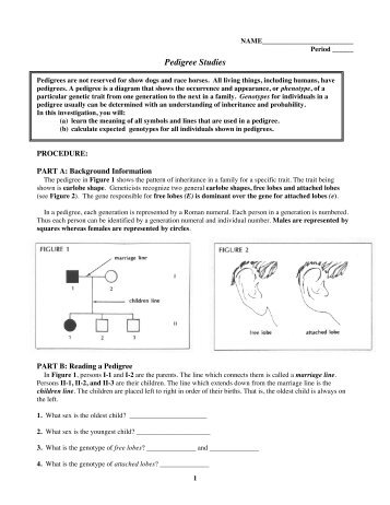 Pedigree Lab.pdf