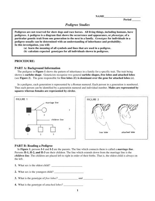 Pedigree Chart For Free Or Attached Earlobes Answers