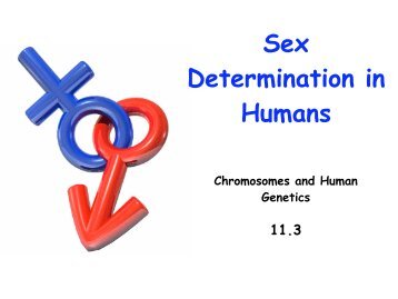 Sex Determination in Humans