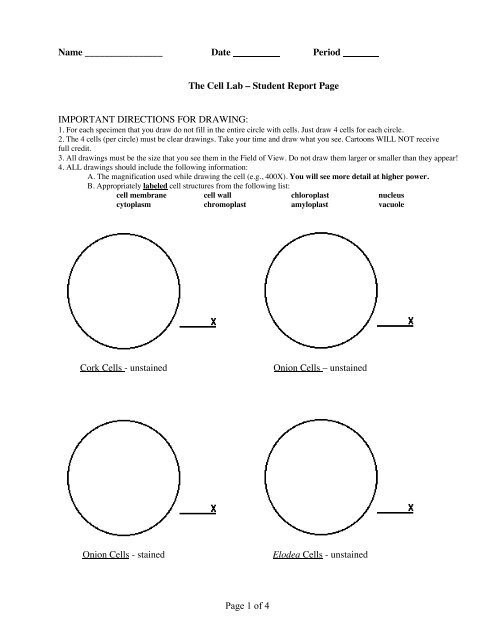 Cell Lab Report