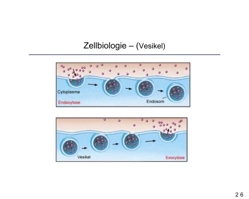 Zellbiologie – (Wiederholung)