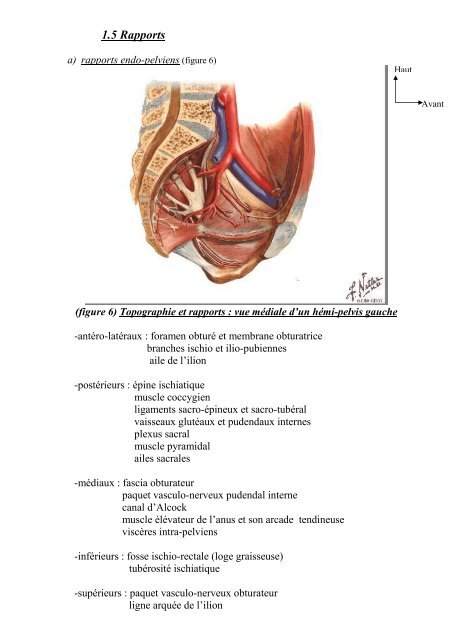 Bases anatomiques de la neurotomie du nerf du muscle obturateur ...