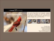 Eastern Backyard Birds - Macaulay Library