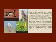 THE CORNELL GUIDE TO BIRD SOUNDS ... - Macaulay Library