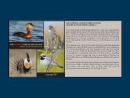 THE CORNELL GUIDE TO BIRD SOUNDS ... - Macaulay Library