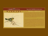 Songs of the WARBLERS of North America - Macaulay Library