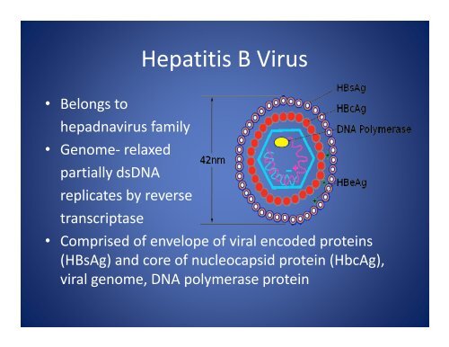 IR Acute Hepatitis B
