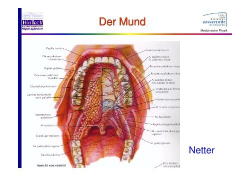 Verdauungssystem