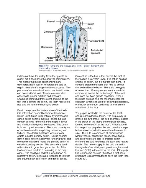 CE 421 - Dental Anatomy: A Review - DentalCare.com