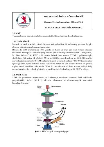 Taramalı Elektron Mikroskobu