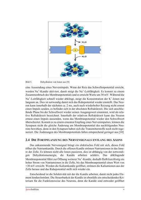 Diplomarbeit Der Vergleich von plastischen Synapsen gegenüber ...