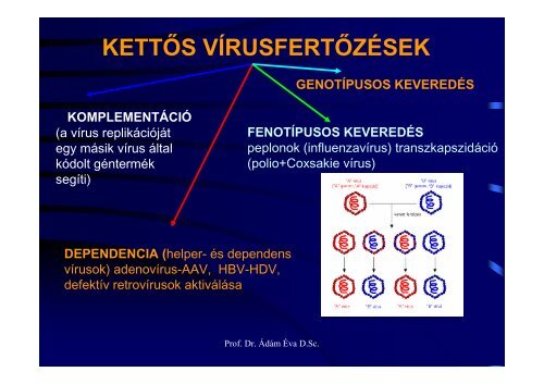 Prof. Dr. Ádám Éva D.Sc.