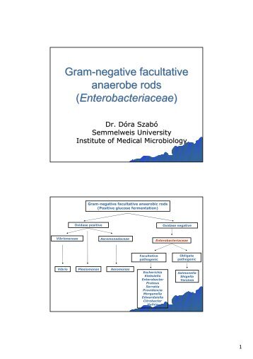 Gram-negative facultative anaerobe rods (Enterobacteriaceae)