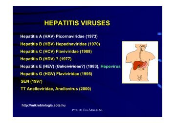 HEPATITIS VIRUSES
