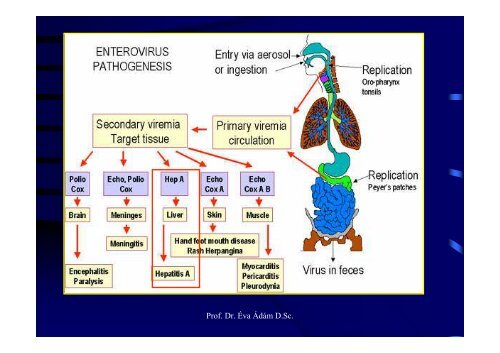 HEPATITIS VIRUSES