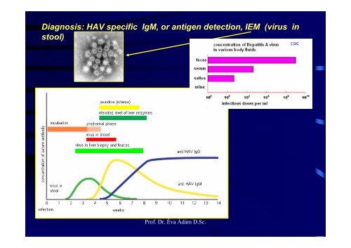 HEPATITIS VIRUSES