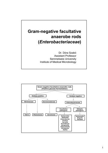 Gram-negative facultative anaerobe rods (Enterobacteriaceae)