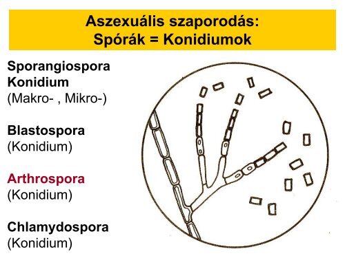 Orvosi mikológia