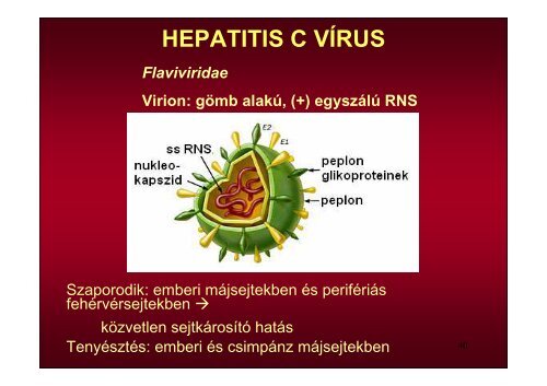 Hepatitis vírusok - Semmelweis Egyetem, Orvosi Mikrobiológiai Intézet