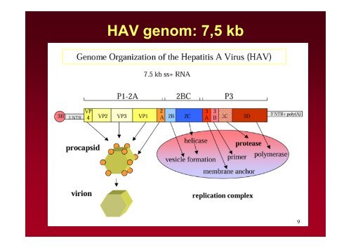 Hepatitis vírusok - Semmelweis Egyetem, Orvosi Mikrobiológiai Intézet