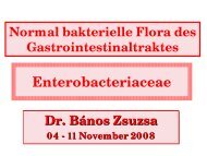 Normal bakterielle Flora des Gastrointestinaltraktes