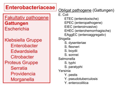 Normal bakterielle Flora des Gastrointestinaltraktes