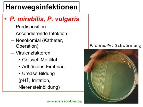 Normal bakterielle Flora des Gastrointestinaltraktes