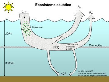 Ecosistema acuático