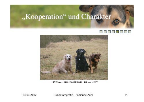 Hundefotografie