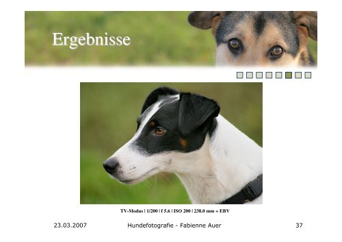 Hundefotografie