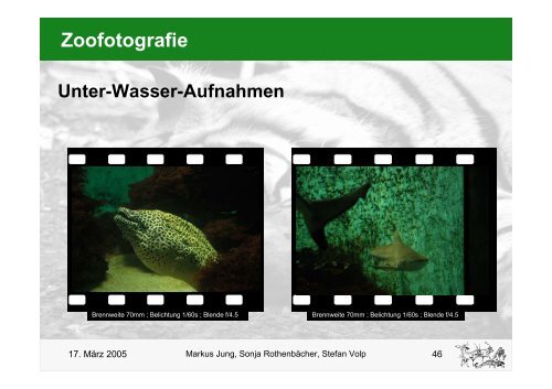 Zoofotografie