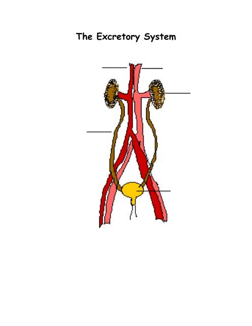 The Excretory System