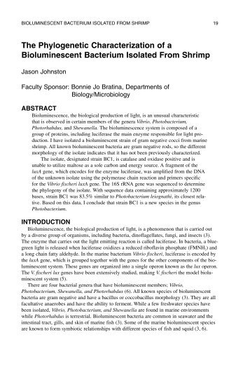 The Phylogenetic Characterization of a Bioluminescent Bacterium ...