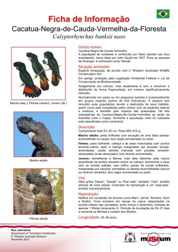 Information Sheet - Forest Red-tailed Black - Western Australian ...