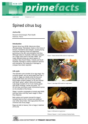 Spined citrus bug - NSW Department of Primary Industries