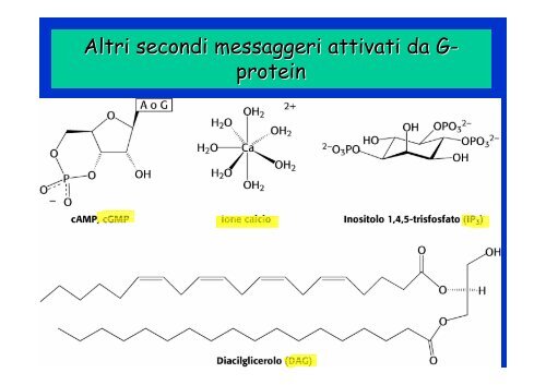 MEMBRANE TRASDUZIONE 1