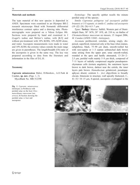 A new lichenicolous species of Capronia (Ascomycota ...