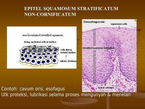 FISIOLOGI MANUSIA.pdf - Staff UNY